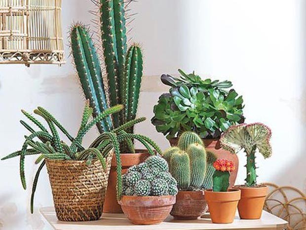 Decoração com Cactos