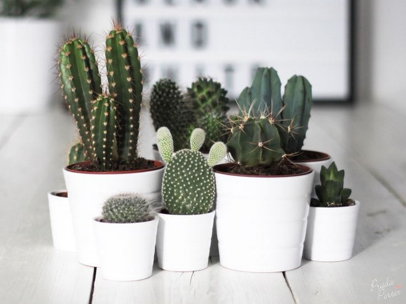 Decoração com Cactos