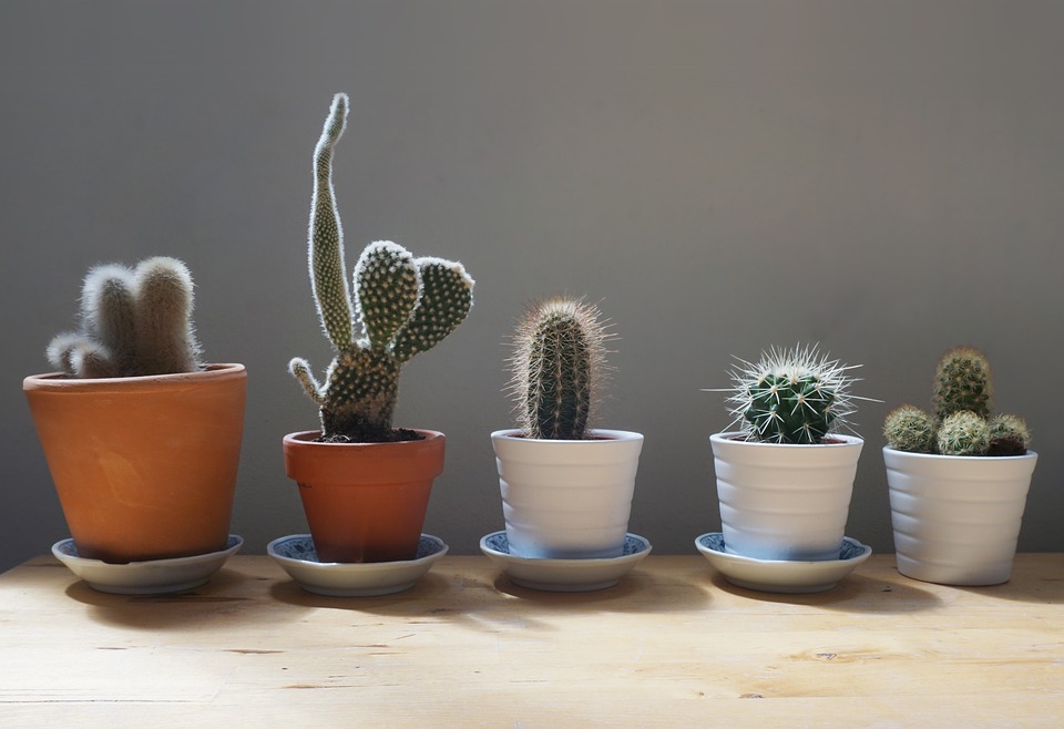 Decoração com Cactos