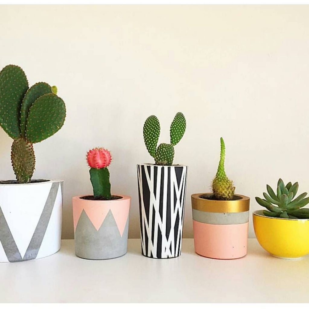 Decoração com Cactos: Vasos Coloridos