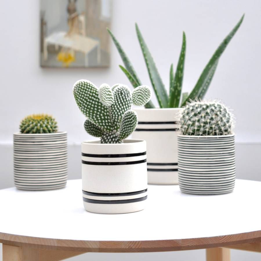 Decoração com Cactos: Vasos Preto e Branco