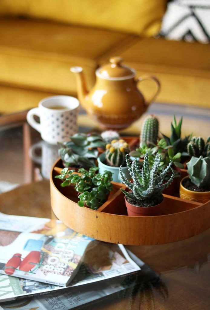 Fotos e ideias para decoração com cactos