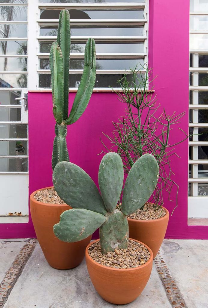 Decoração com Cactos