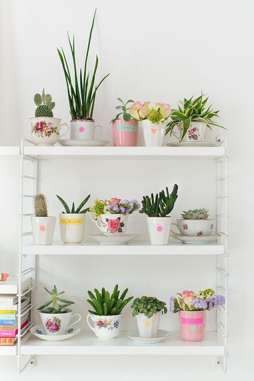 Decoração com Cactos: Mini Cactos