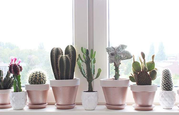 Decoração com Cactos: Mini Cactos