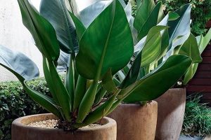 Plantas para Jardim vertical - Babosa-de-pau - Philodendron martianum
