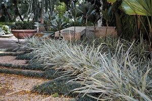 Plantas para Jardim vertical - Barba-de-sepente - Ophiopogon jaburan