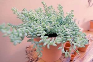Plantas para Jardim vertical - Dedo-de-moca - Sedum morganianum