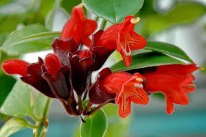 Plantas para Jardim vertical - Flor-batom - Aeschynanthus radicans