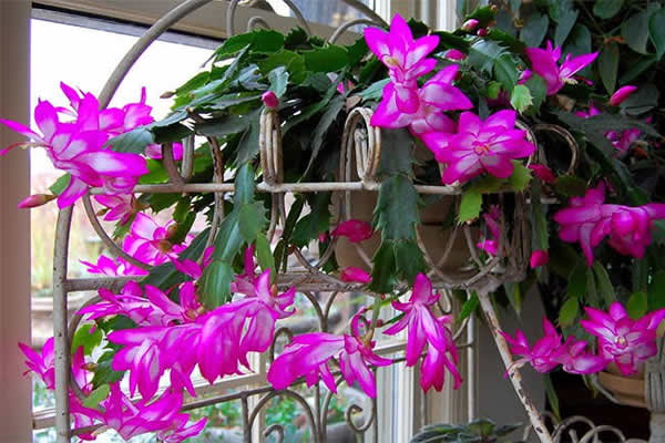 Plantas para Jardim vertical - Flor-de-maio - Schlumbergera truncata -  Viviana Reis