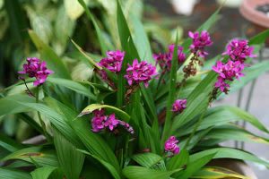 Plantas para Jardim vertical - Orquidea-grapete - Spathoglottis unguiculata